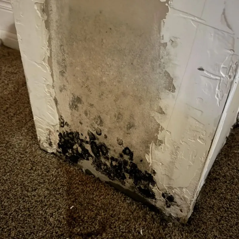 Professional Mold Removal in Folsom, CA